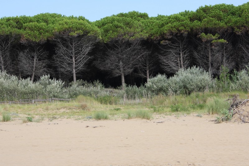 Il faro di Bibione e la foce del tagliamento